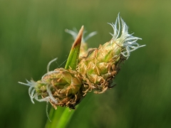 Schoenoplectus triqueter