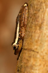 Hyperolius mitchelli