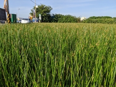 Schoenoplectus triqueter