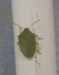 Acrosternum gramineum