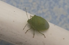 Acrosternum gramineum