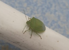 Acrosternum gramineum