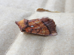 Papaipema leucostigma