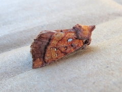 Papaipema leucostigma