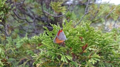 Lycaena phlaeas daimio