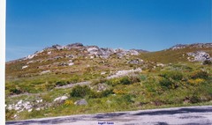 Cytisus oromediterraneus