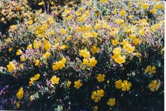 Cistus lasianthus alyssoides