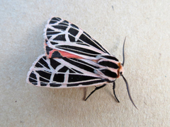 Apantesis parthenice