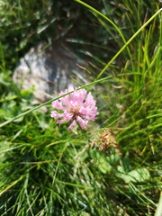 Trifolium medium