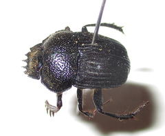 Scarabaeolus
