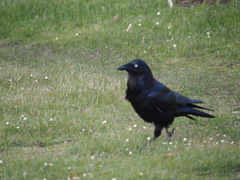 Corvus coronoides perplexus