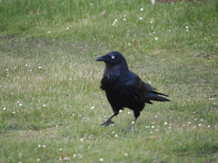 Corvus coronoides perplexus