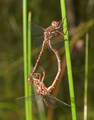Archaeosynthemis orientalis