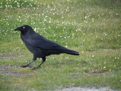Corvus coronoides perplexus