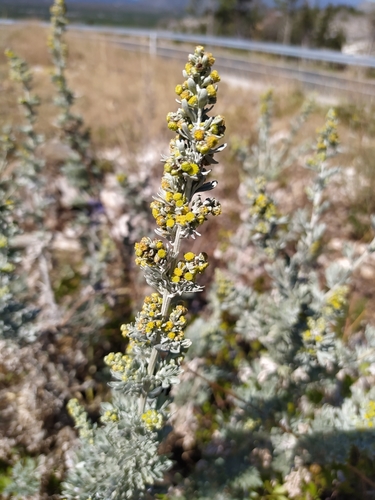 Artemisia absinthium