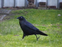 Corvus coronoides perplexus