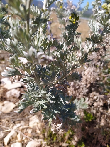 Artemisia absinthium