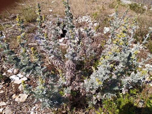 Artemisia absinthium