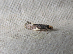 Monopis spilotella