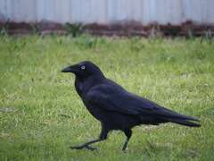 Corvus coronoides perplexus