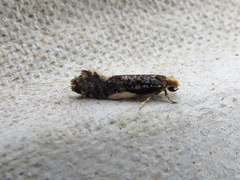 Monopis spilotella