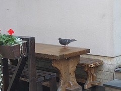 Columba livia domestica