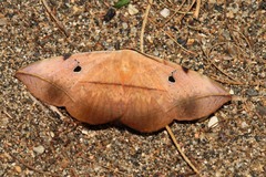 Hypopyra capensis