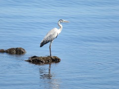 Ardea cinerea