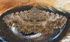 Polydesma umbricola