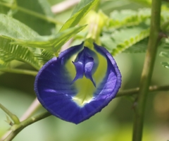Clitoria ternatea