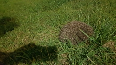 Erinaceus concolor