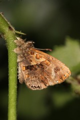 Lachnocnema bibulus
