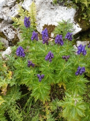 Aconitum tauricum