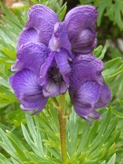 Aconitum tauricum