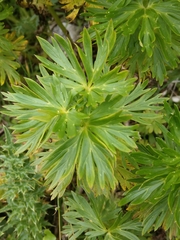 Aconitum tauricum