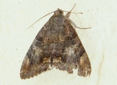 Achaea catella