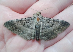 Polydesma umbricola