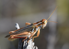 Melanoplus foedus