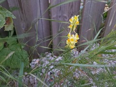 Linaria vulgaris