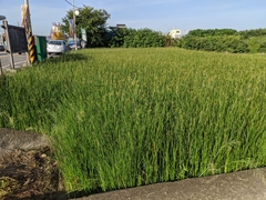 Schoenoplectus triqueter