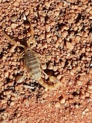 Uroplectes gracilior