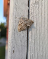 Perizoma parallelolineatum