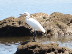 Egretta garzetta