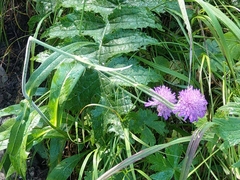 Knautia longifolia