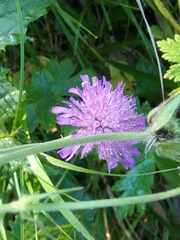 Knautia longifolia