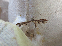 Oxyptilini