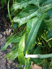 Knautia longifolia