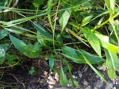 Knautia longifolia