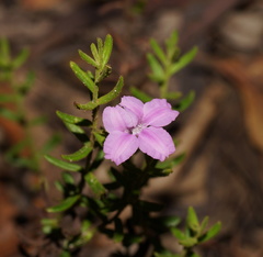 Coopernookia barbata