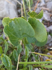 Ranunculus hybridus
